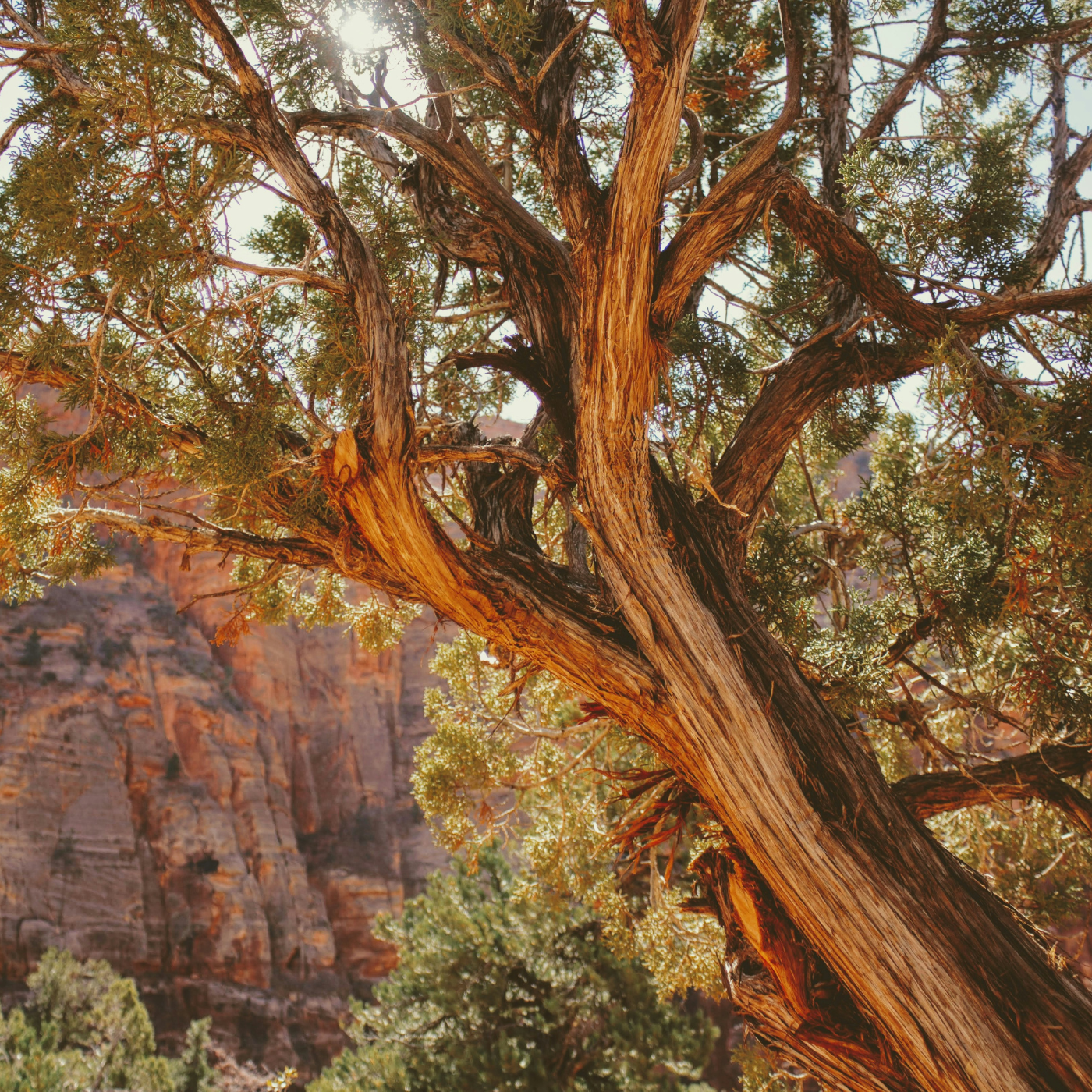 Texas Cedarwood in Perfumery