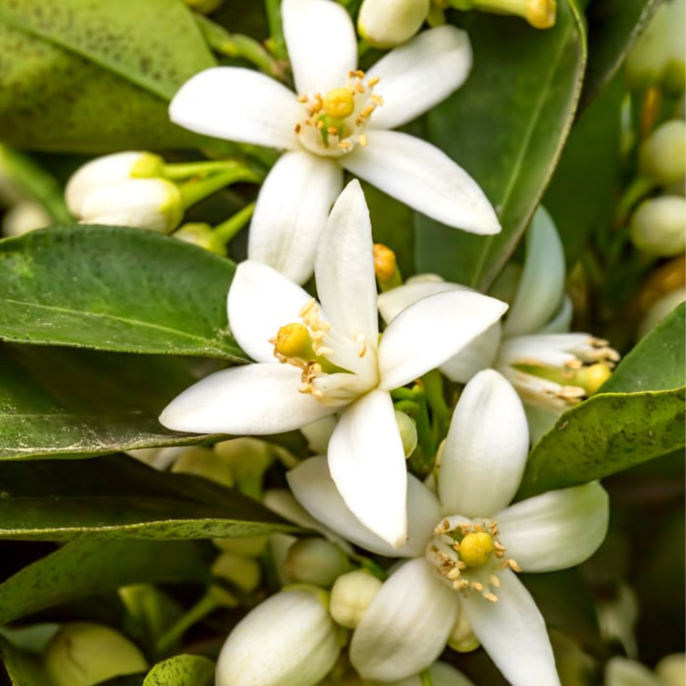 Jasmine in Perfumery